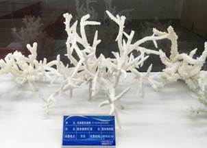 说明:L:\谈球吧宣传片素材\谈球吧2016微信公众号推送文件\照片\南海珊瑚礁生物标本馆以及部分科考展品-2.jpg